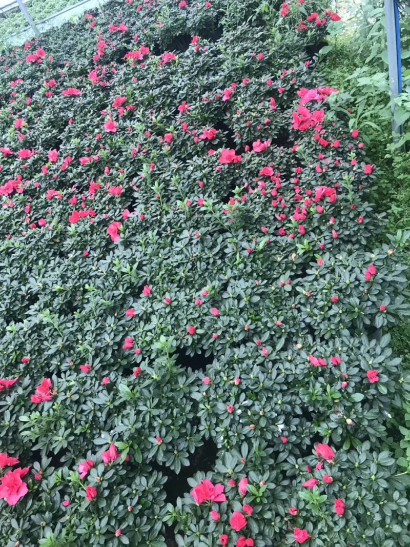 基地直销批发梅红杜鹃花，花期100天左右，室内花