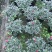 基地直销批发梅红杜鹃花，花期100天左右，室内花