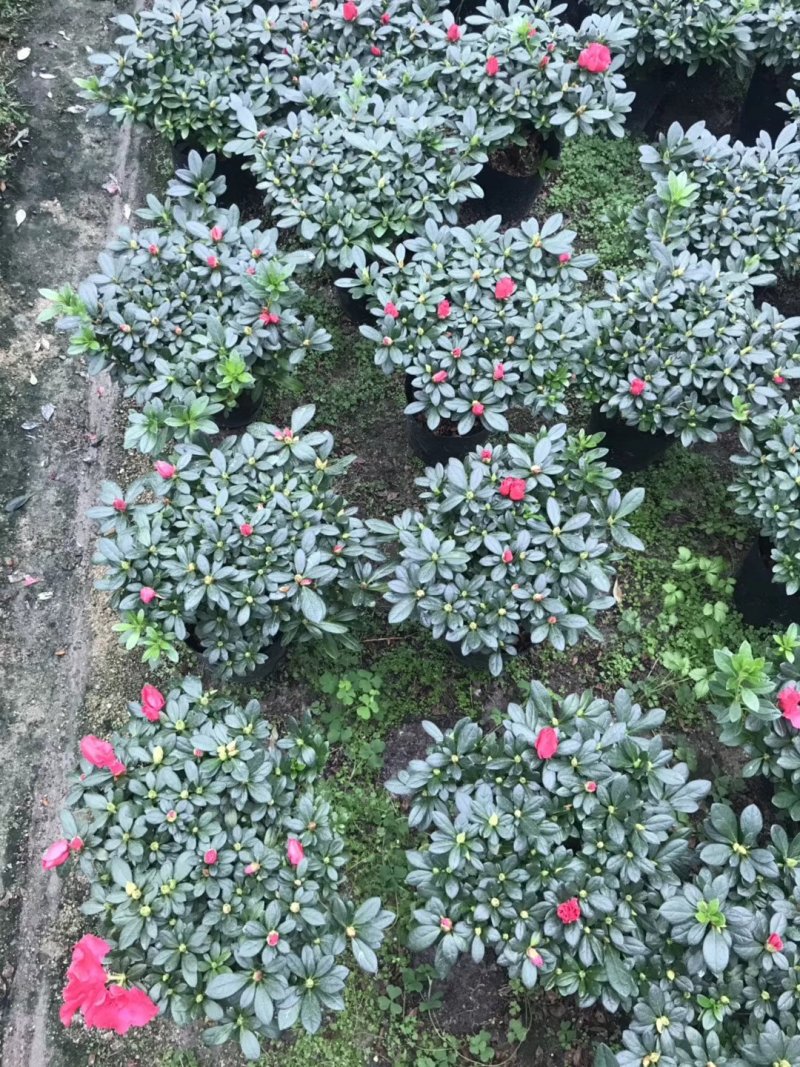 基地直销批发梅红杜鹃花，花期100天左右，室内花