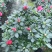 基地直销批发梅红杜鹃花，花期100天左右，室内花