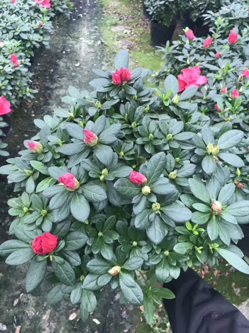 基地直销批发梅红杜鹃花，花期100天左右，室内花