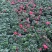 基地直销批发梅红杜鹃花，花期100天左右，室内花