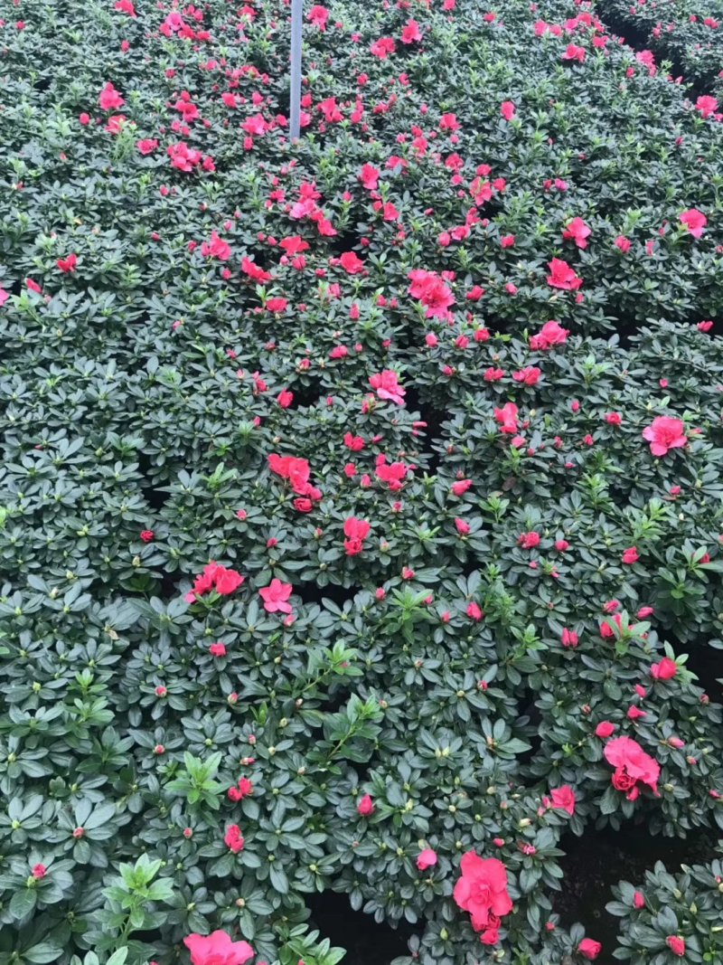 基地直销批发梅红杜鹃花，花期100天左右，室内花
