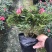 基地直销批发梅红杜鹃花，花期100天左右，室内花
