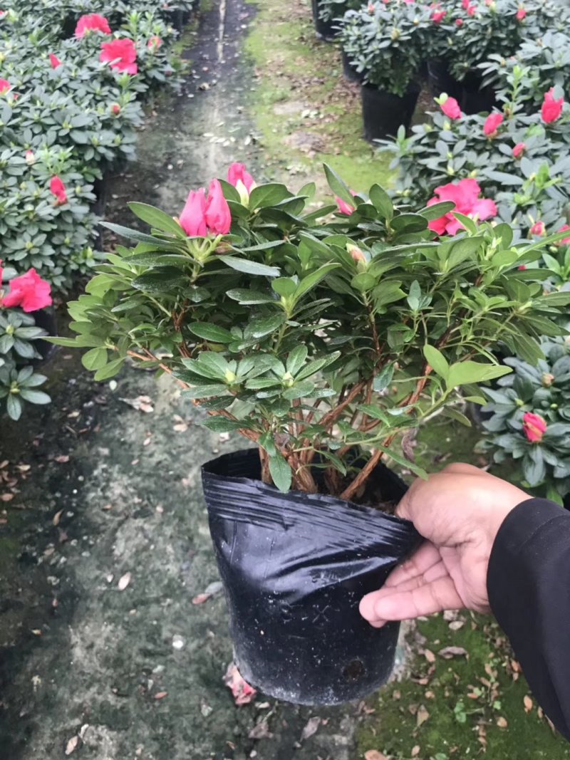 基地直销批发梅红杜鹃花，花期100天左右，室内花
