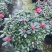 基地直销批发梅红杜鹃花，花期100天左右，室内花