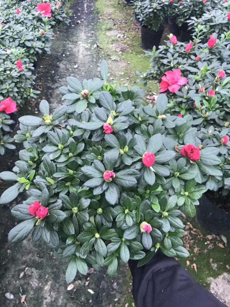 基地直销批发梅红杜鹃花，花期100天左右，室内花