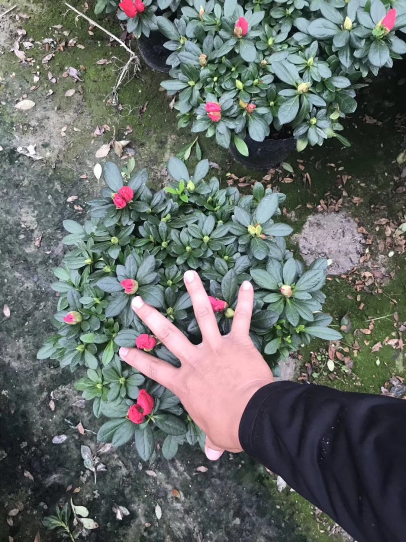 基地直销批发梅红杜鹃花，花期100天左右，室内花