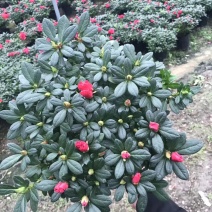 基地直销批发梅红杜鹃花，花期100天左右，室内花