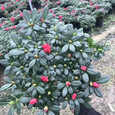 基地直销批发梅红杜鹃花，花期100天左右，室内花