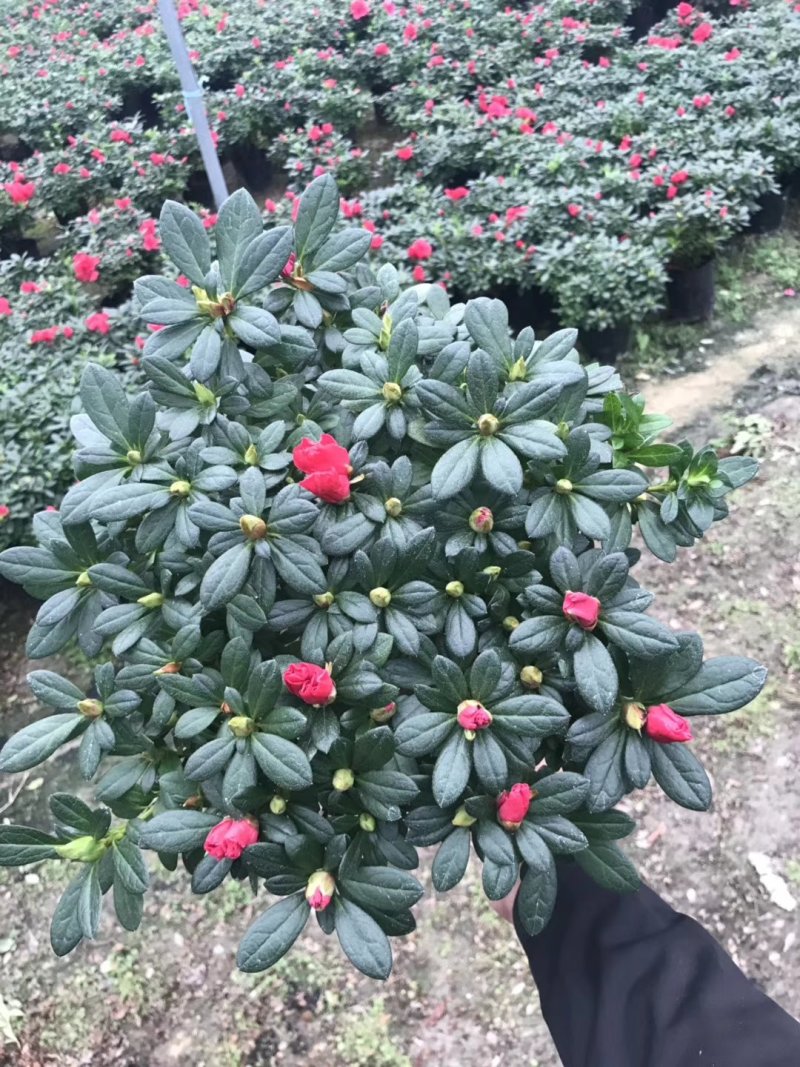 基地直销批发梅红杜鹃花，花期100天左右，室内花