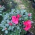 基地直销批发梅红杜鹃花，花期100天左右，室内花