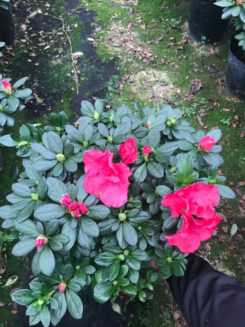 基地直销批发梅红杜鹃花，花期100天左右，室内花