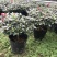 基地直销批发梅红杜鹃花，花期100天左右，室内花