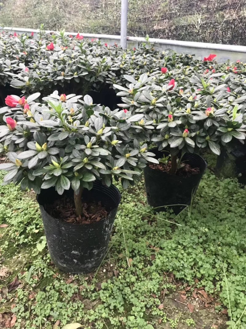 基地直销批发梅红杜鹃花，花期100天左右，室内花