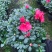 基地直销批发梅红杜鹃花，花期100天左右，室内花
