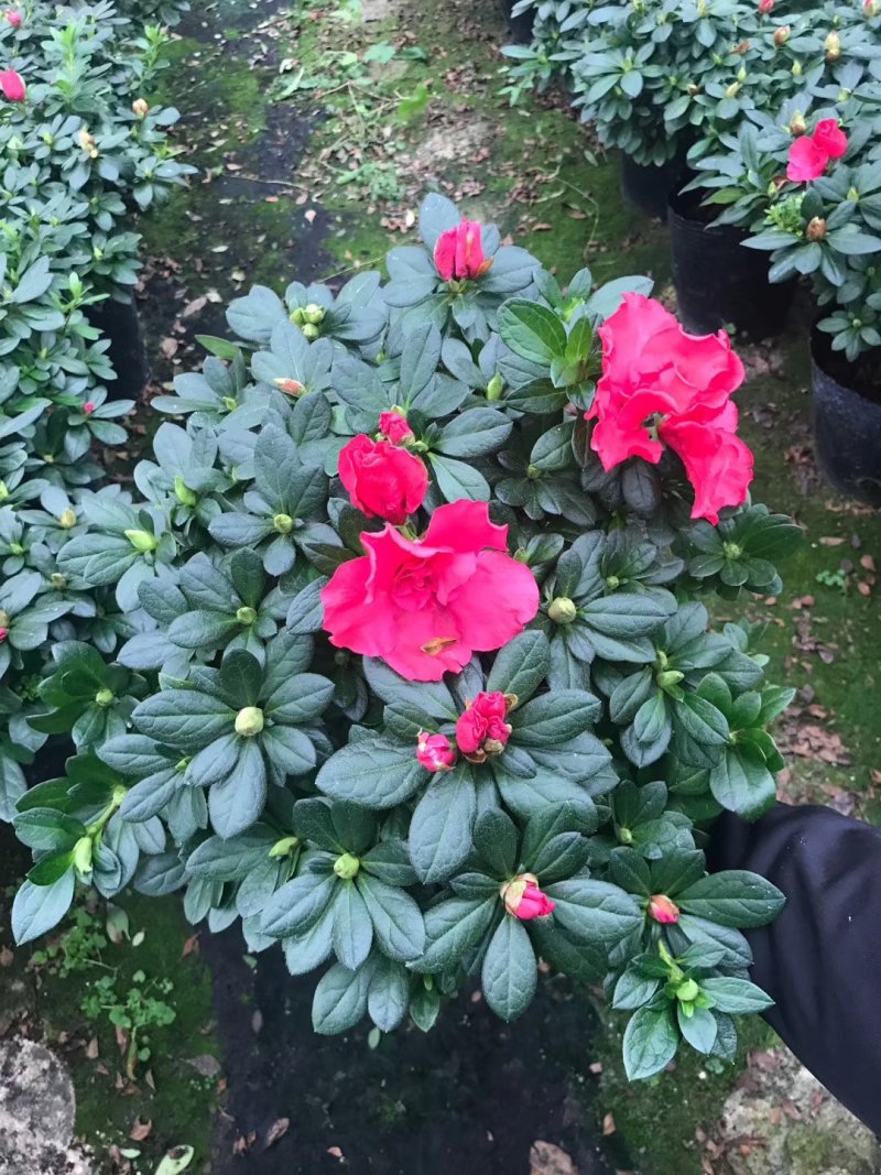 基地直销批发梅红杜鹃花，花期100天左右，室内花