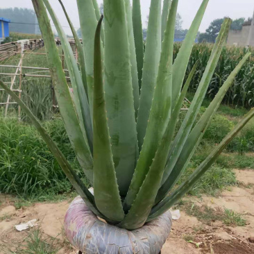 芦荟