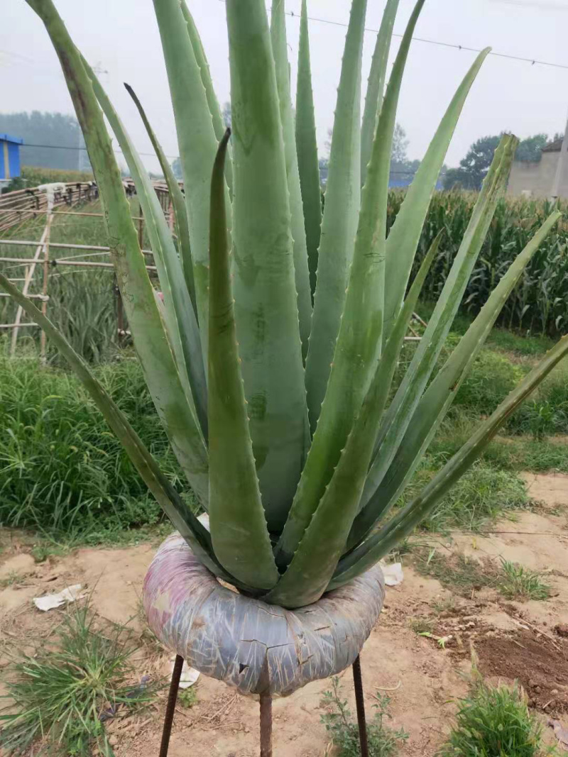 芦荟