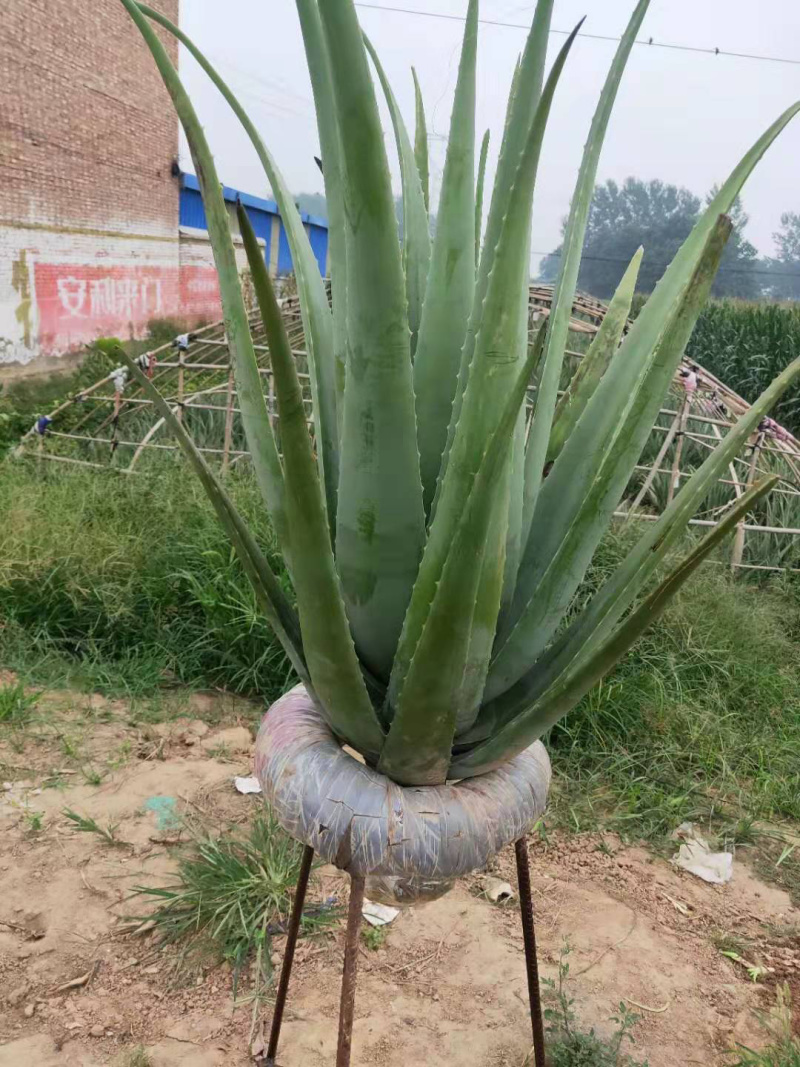 芦荟