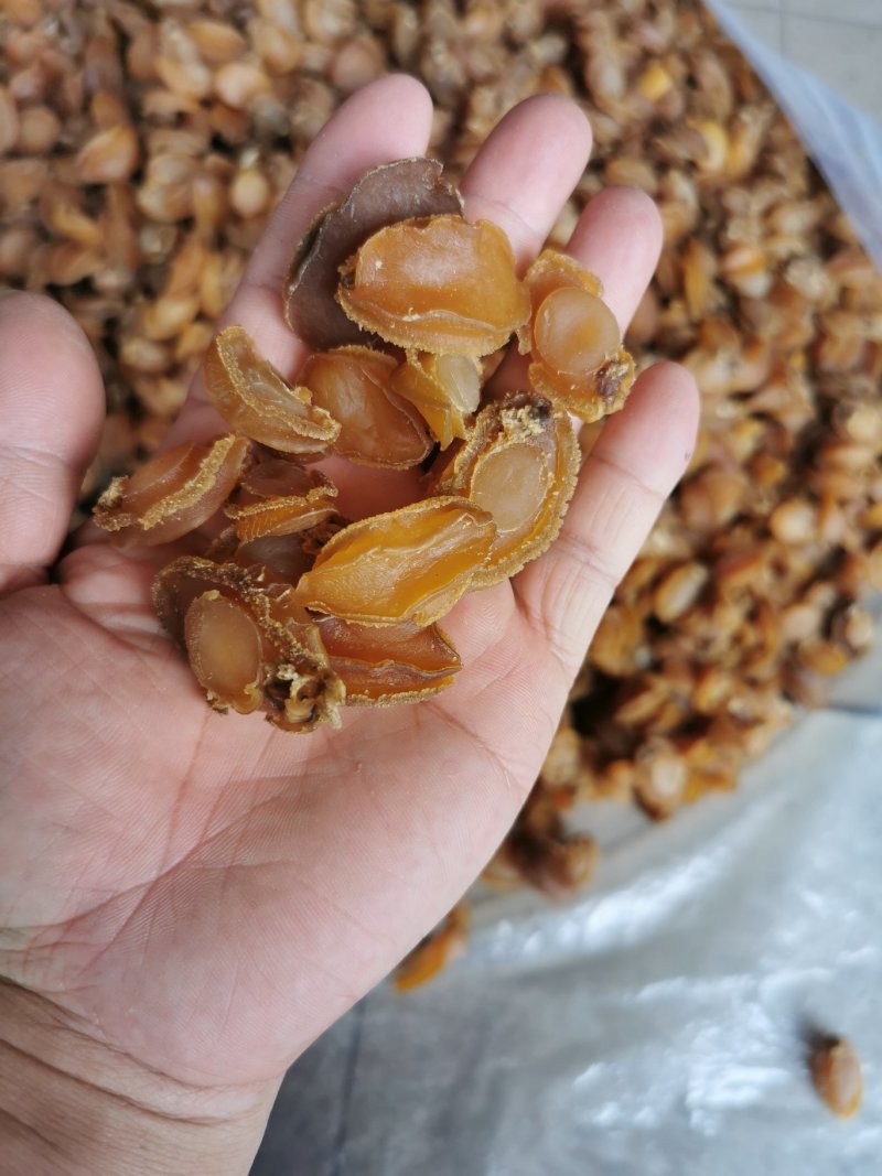 鲍鱼干，广西北海厂家直销，100头左右的鲍鱼，适合酒席