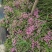 红花杂酱草地被绿化花草植物基地直销