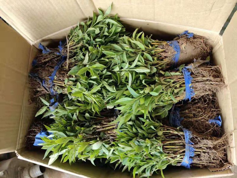 红瑞木扦插小苗红瑞木芽苗枝条苗床苗红瑞木工程苗