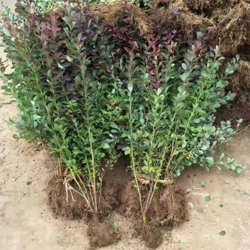红叶小波苗8-15公分高的基地一手欢迎考察