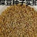 猪屎豆种子野苦豆大眼兰野花生大马铃灌木护坡种子