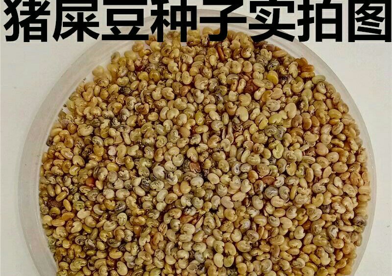 猪屎豆种子野苦豆大眼兰野花生大马铃灌木护坡种子
