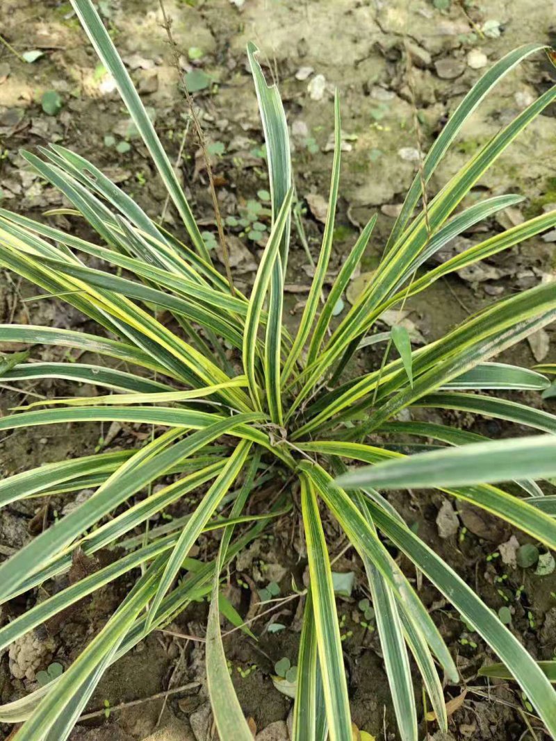 金边麦庭院园林绿化地被植物金边麦冬草长叶麦冬四季常