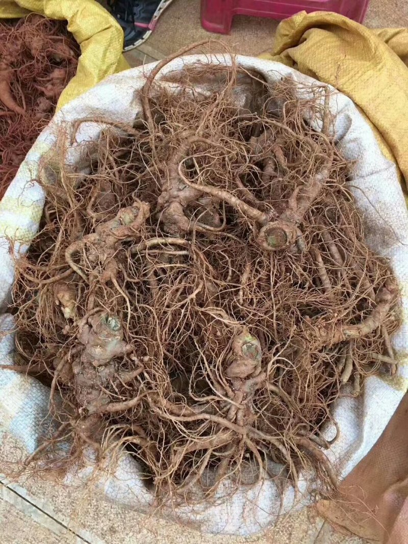 新鲜三七