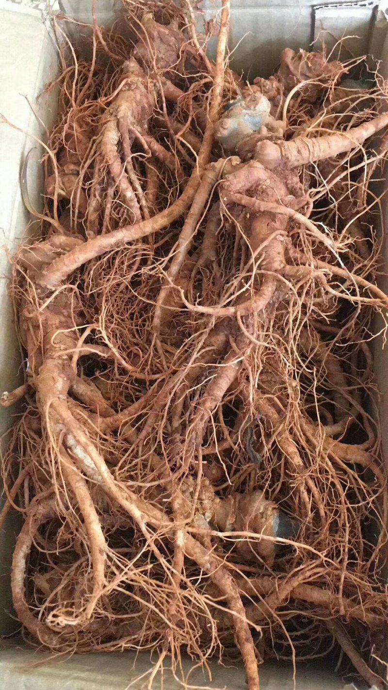 新鲜三七