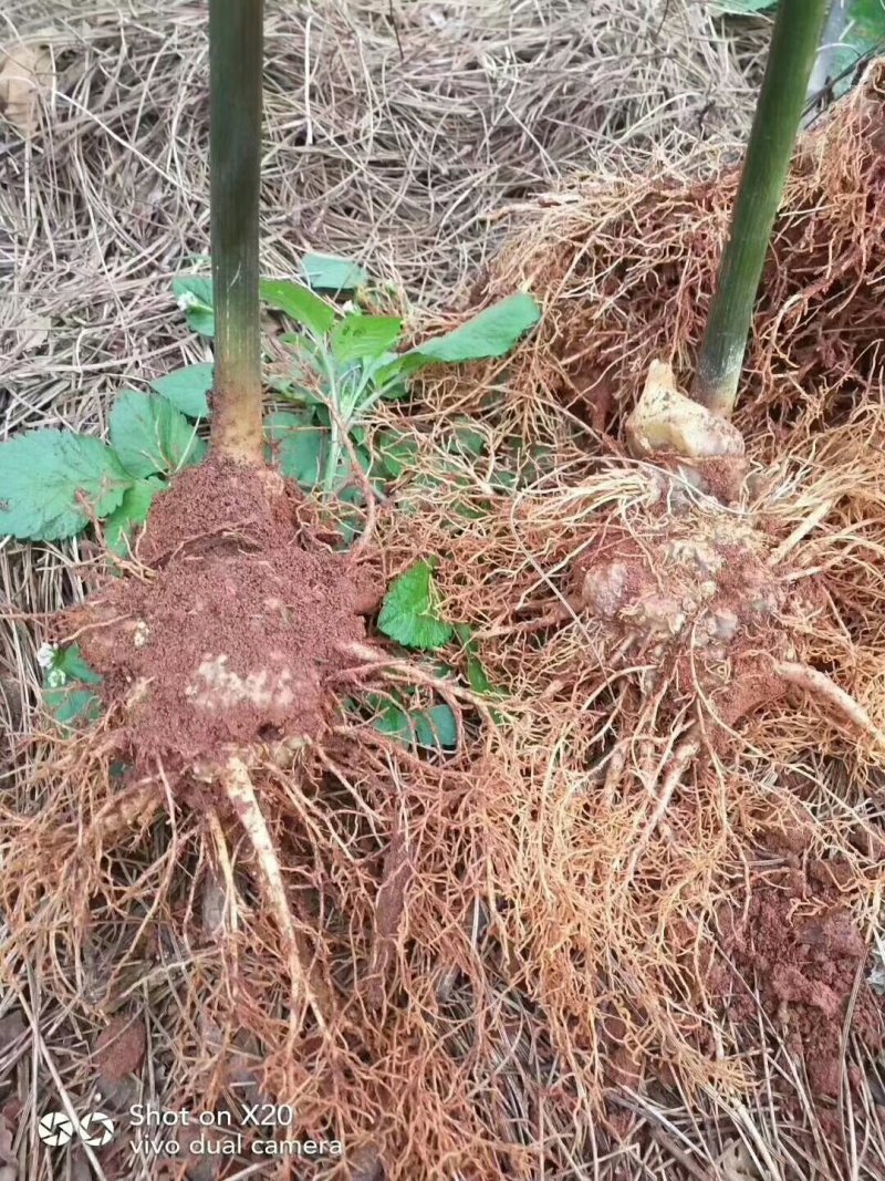 新鲜三七