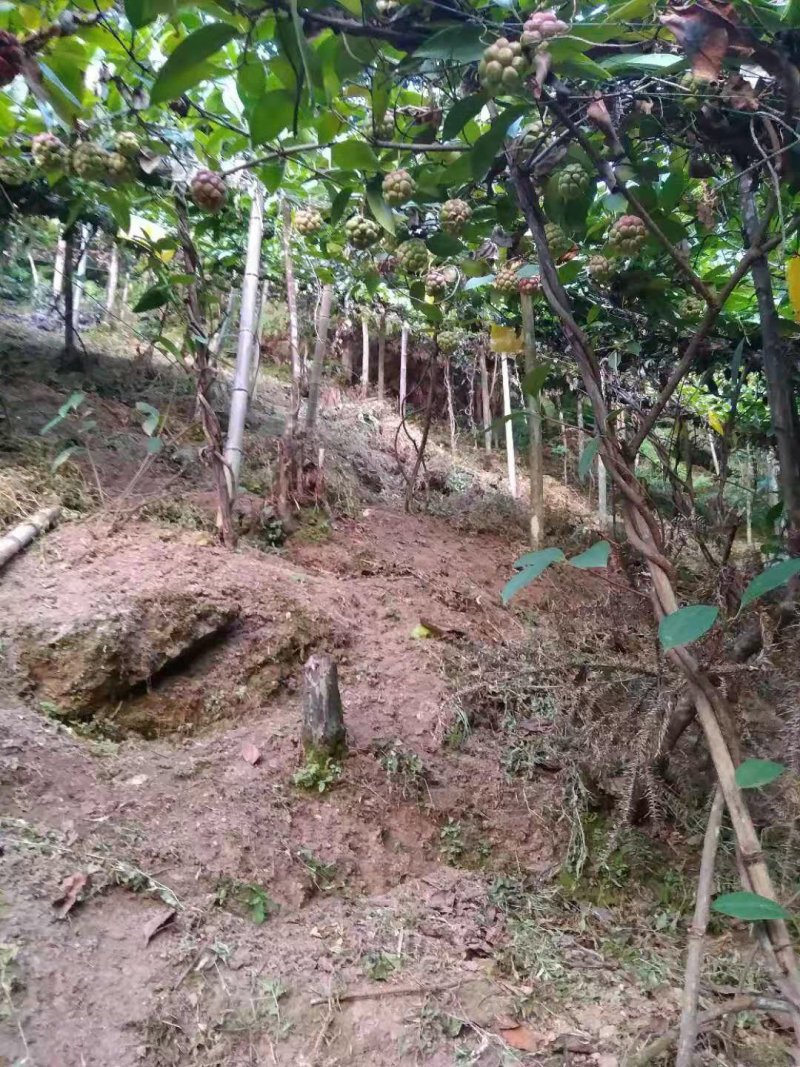 2年黑老虎苗，大晶钻黑老虎苗，质量保证，