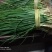 黄紫红优质洋葱苗子，自育苗100亩，包回收洋葱。