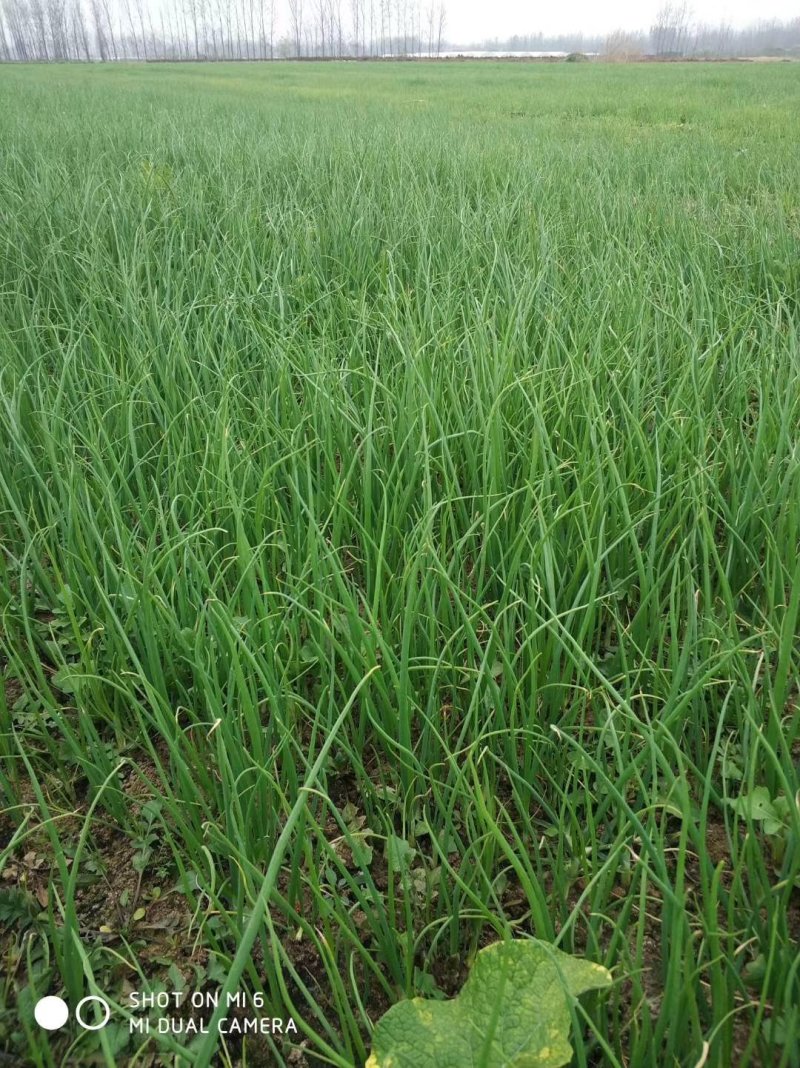 黄紫红优质洋葱苗子，自育苗100亩，包回收洋葱。
