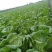 江苏盐城黄心大白菜无虫眼无黑心量大优惠视频看货