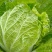 江苏盐城黄心大白菜无虫眼无黑心量大优惠视频看货