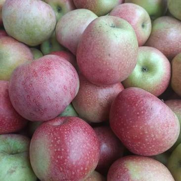 万荣秦冠苹果现已大量上市，货源充足看货议价。