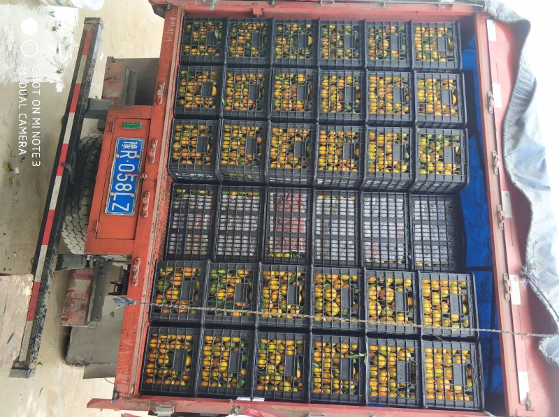 陕西柑桔柑橘蜜橘山地货皮毛光滑甜度好诚信代