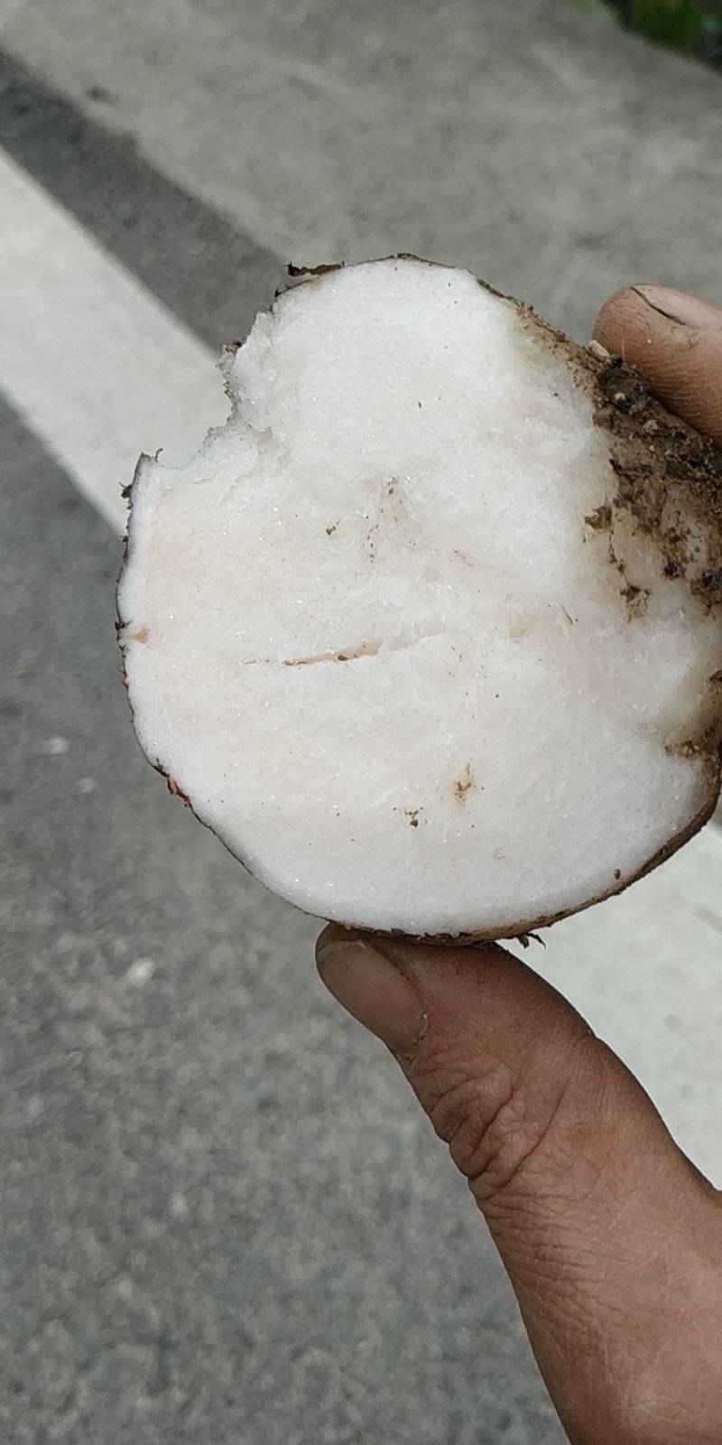 魔芋做豆腐专用，品质好，口感好