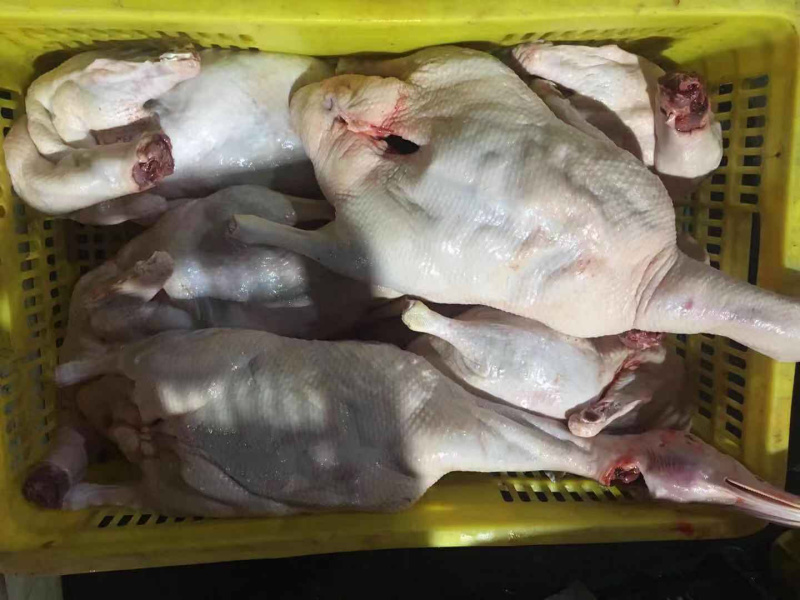大量新鲜白条鸭批发零售
