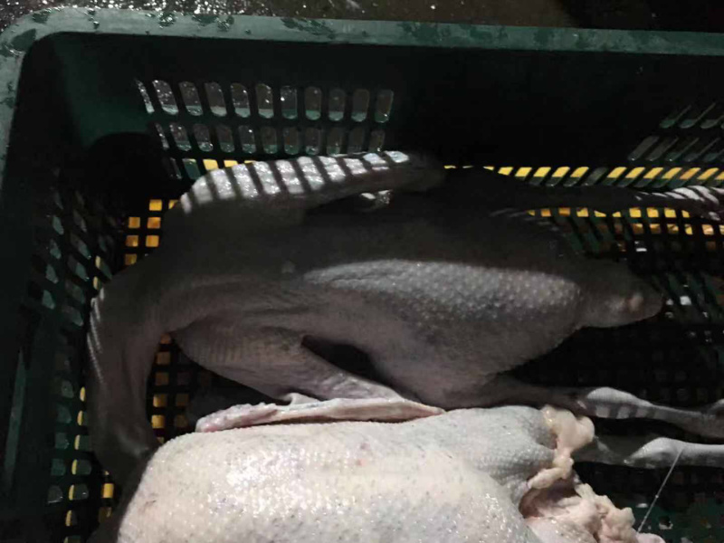 大量新鲜白条鸭批发零售