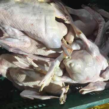 大量新鲜白条鸭批发零售
