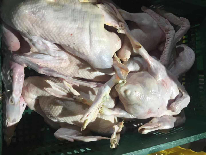 大量新鲜白条鸭批发零售