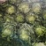 优质大白菜大量上市，七斤左右无虫眼质量好价格便宜