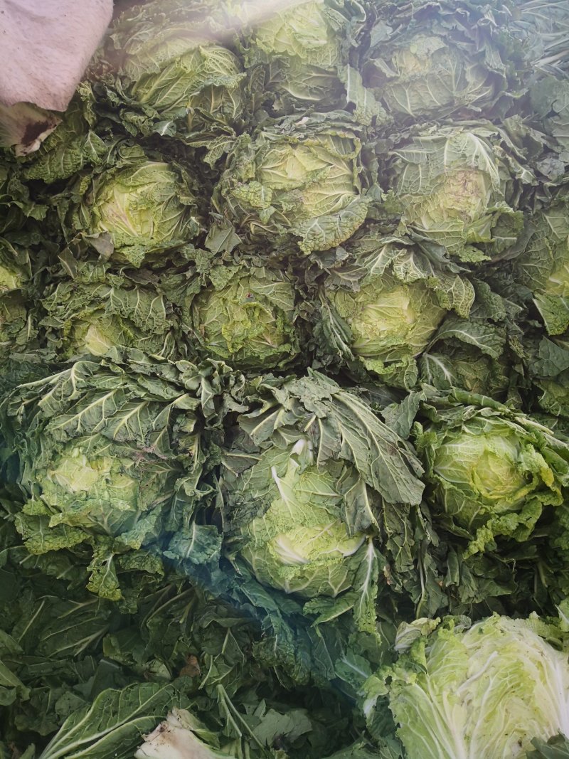优质大白菜大量上市，七斤左右无虫眼质量好价格便宜