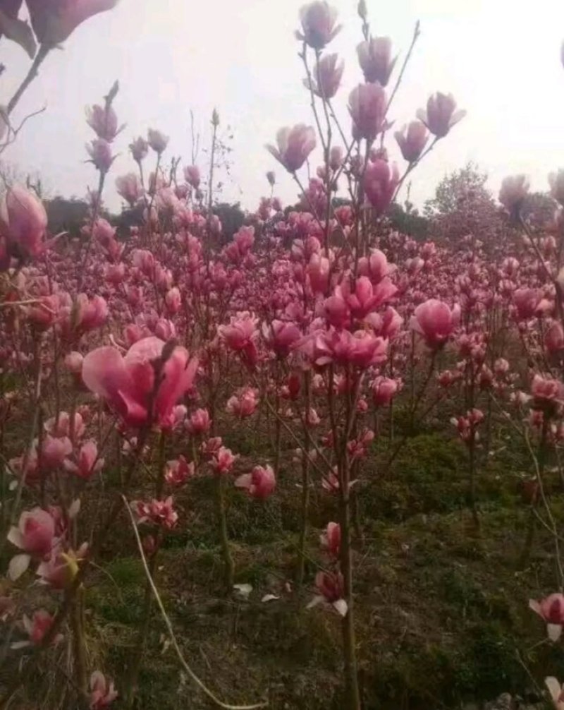 娇红一号玉兰树【速生生长速度快】南方北方都可种植成活率高