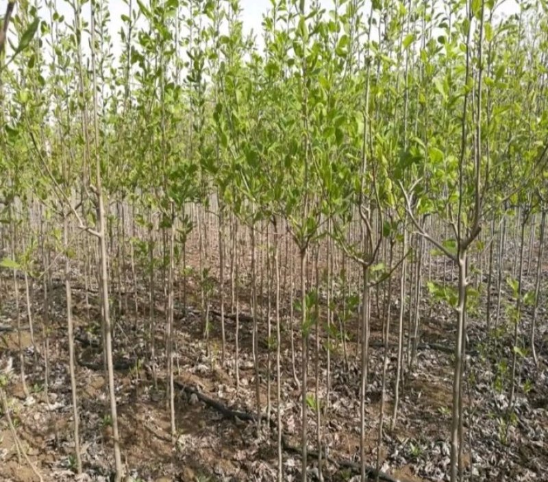 娇红一号玉兰树【速生生长速度快】南方北方都可种植成活率高
